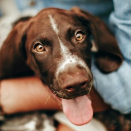 a dog looking at a camera
